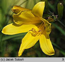 Hemerocallis minor (liliowiec mniejszy)