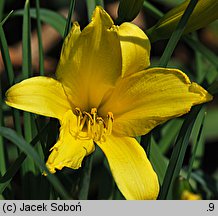 Hemerocallis minor (liliowiec mniejszy)