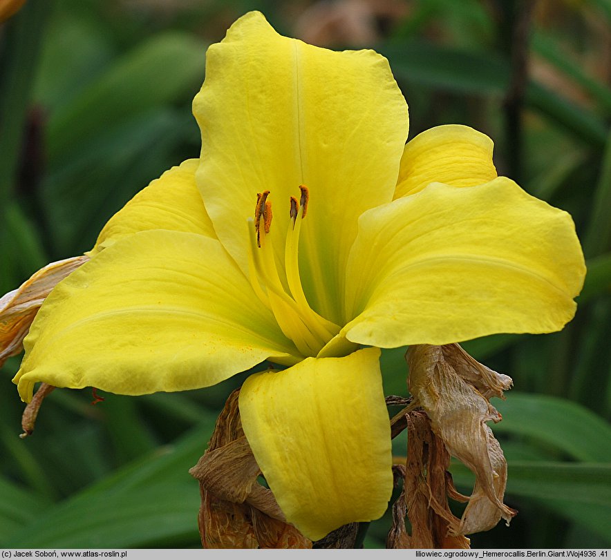 Hemerocallis ×hybrida Berlin Giant