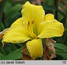 Hemerocallis ×hybrida Berlin Giant