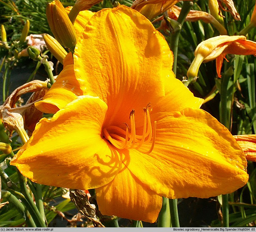 Hemerocallis ×hybrida Big Spender