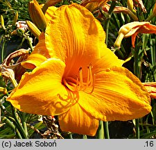 Hemerocallis ×hybrida Big Spender