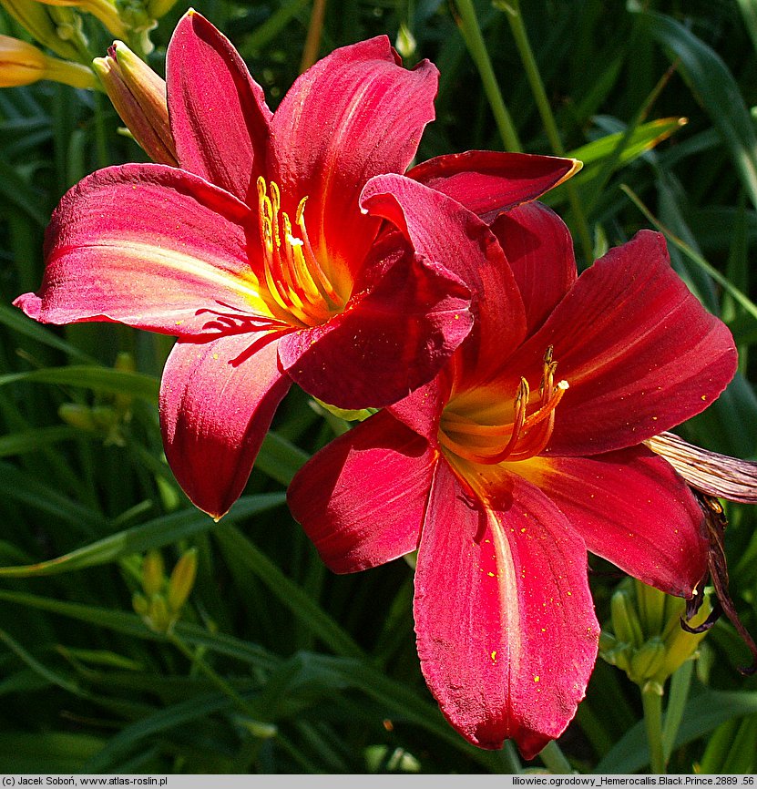 Hemerocallis ×hybrida Black Prince