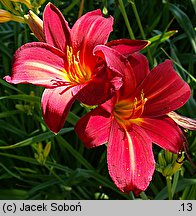 Hemerocallis ×hybrida Black Prince