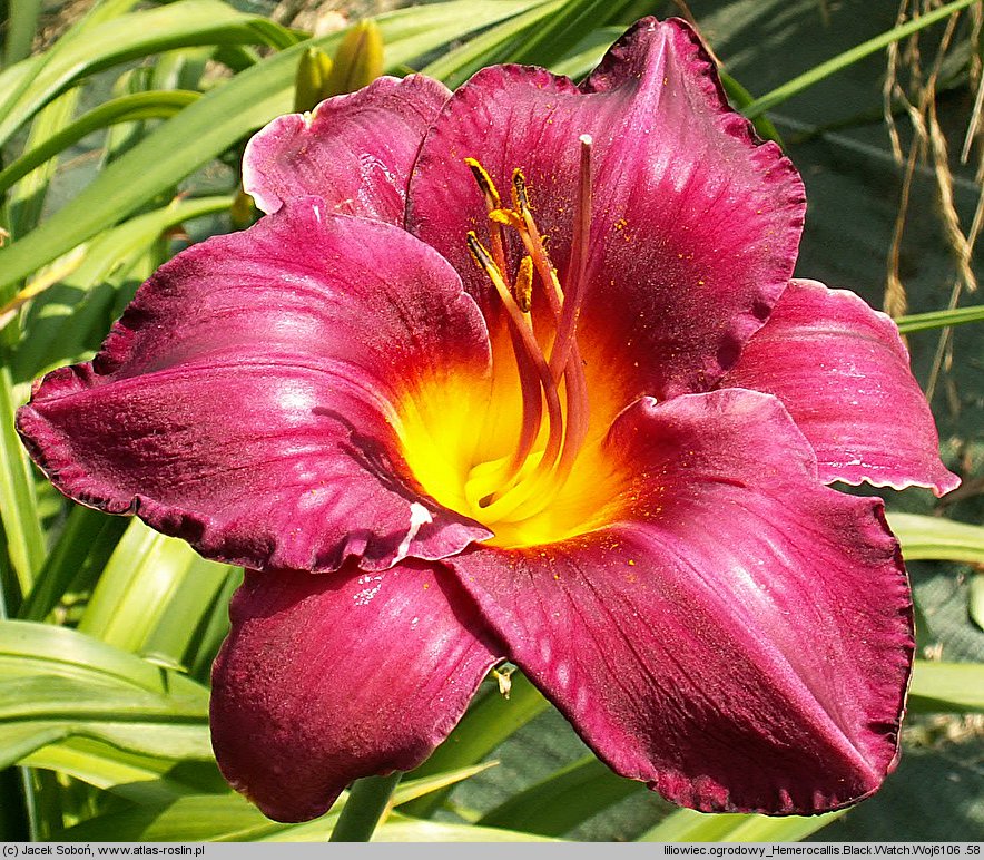 Hemerocallis ×hybrida Black Watch