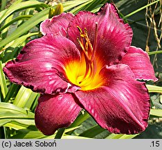 Hemerocallis ×hybrida Black Watch