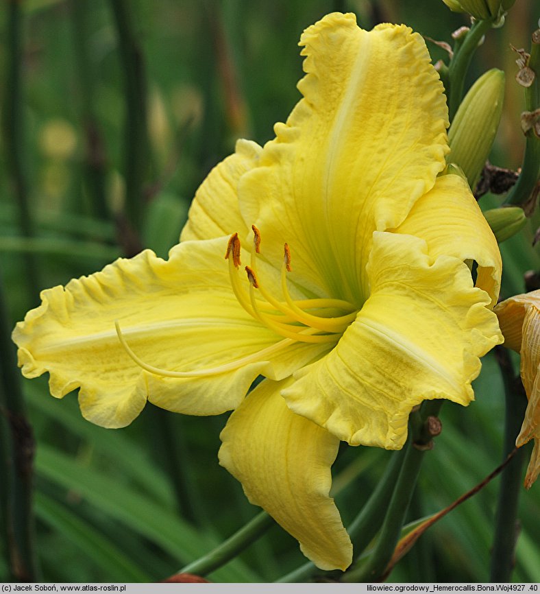 Hemerocallis ×hybrida Bona