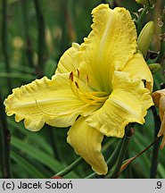 Hemerocallis ×hybrida Bona