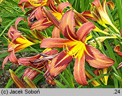 Hemerocallis ×hybrida Brunette