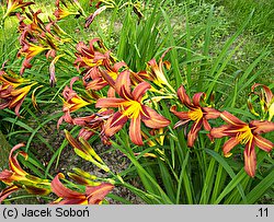 Hemerocallis ×hybrida Brunette