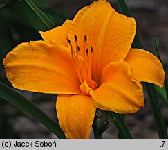 Hemerocallis ×hybrida Chopin