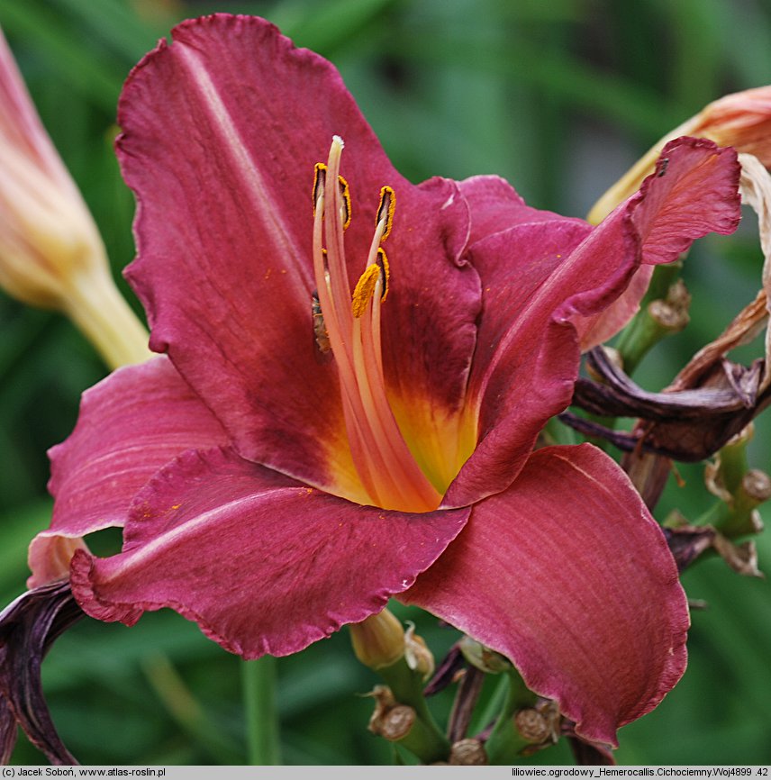 Hemerocallis ×hybrida Cichociemny