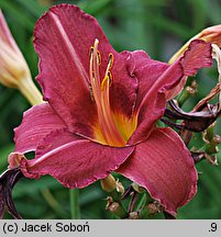 Hemerocallis ×hybrida Cichociemny