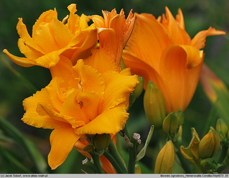 Hemerocallis ×hybrida Condilla