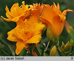 Hemerocallis ×hybrida Condilla