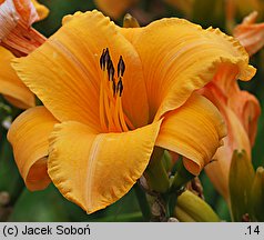 Hemerocallis ×hybrida Danuta