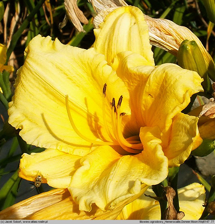 Hemerocallis ×hybrida Doneer Moon