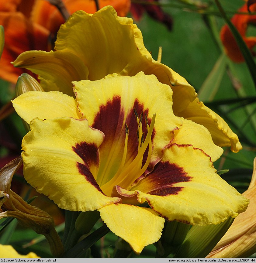 Hemerocallis ×hybrida El Desperado