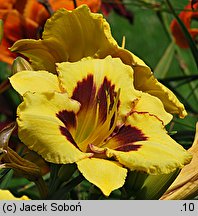 Hemerocallis ×hybrida El Desperado