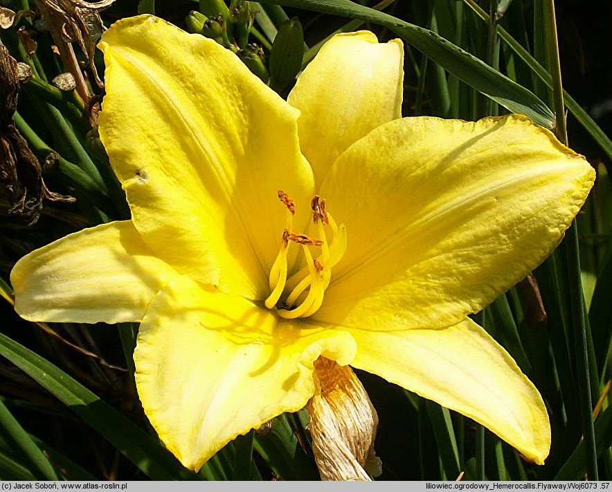 Hemerocallis ×hybrida Flyaway