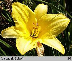 Hemerocallis ×hybrida Flyaway