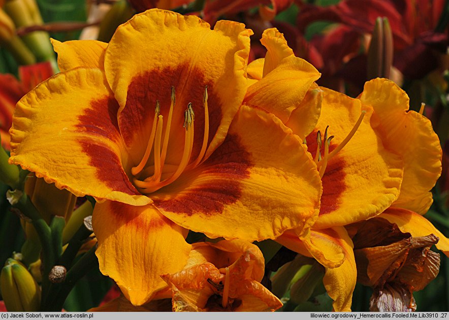 Hemerocallis ×hybrida Fooled Me