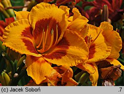 Hemerocallis ×hybrida Fooled Me