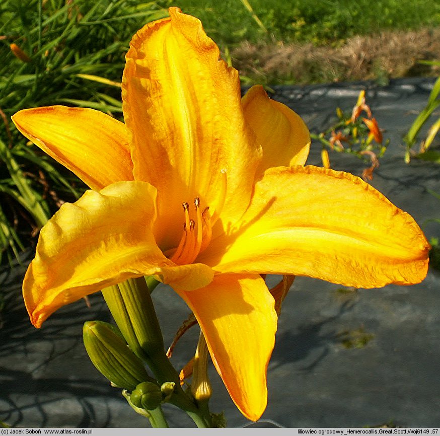 Hemerocallis ×hybrida Great Scott