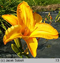 Hemerocallis ×hybrida Great Scott