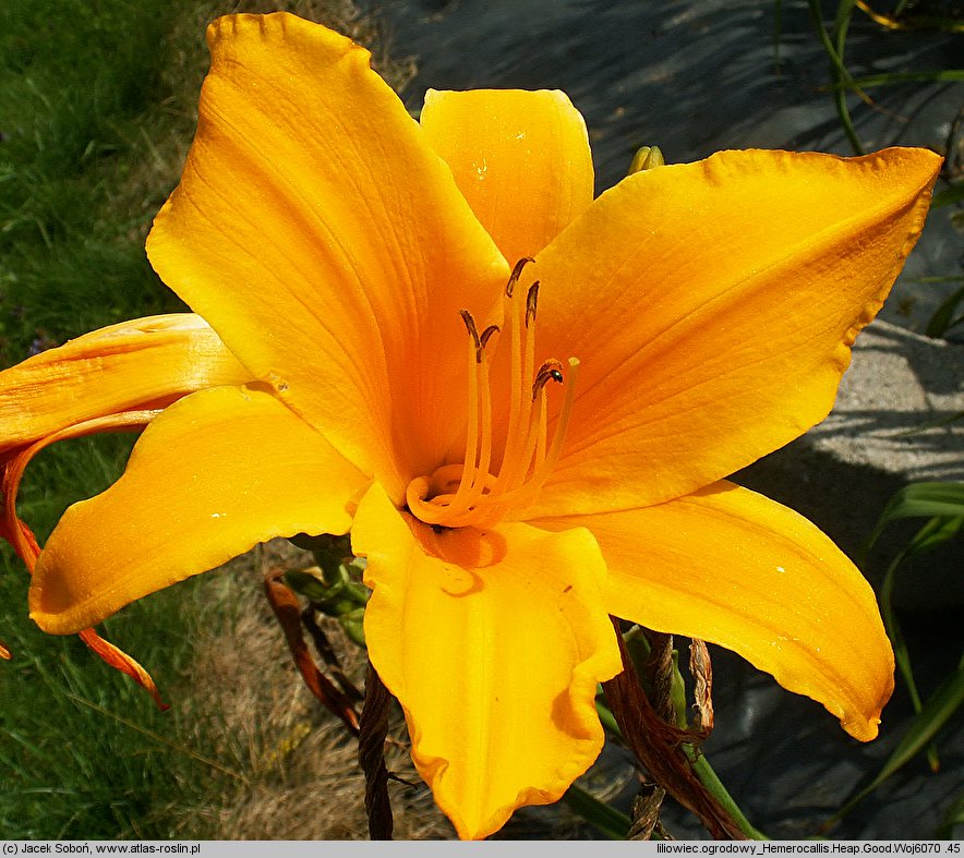 Hemerocallis ×hybrida Heap Good