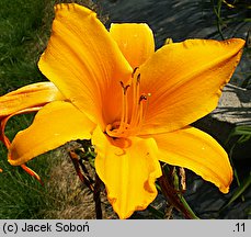 Hemerocallis ×hybrida Heap Good