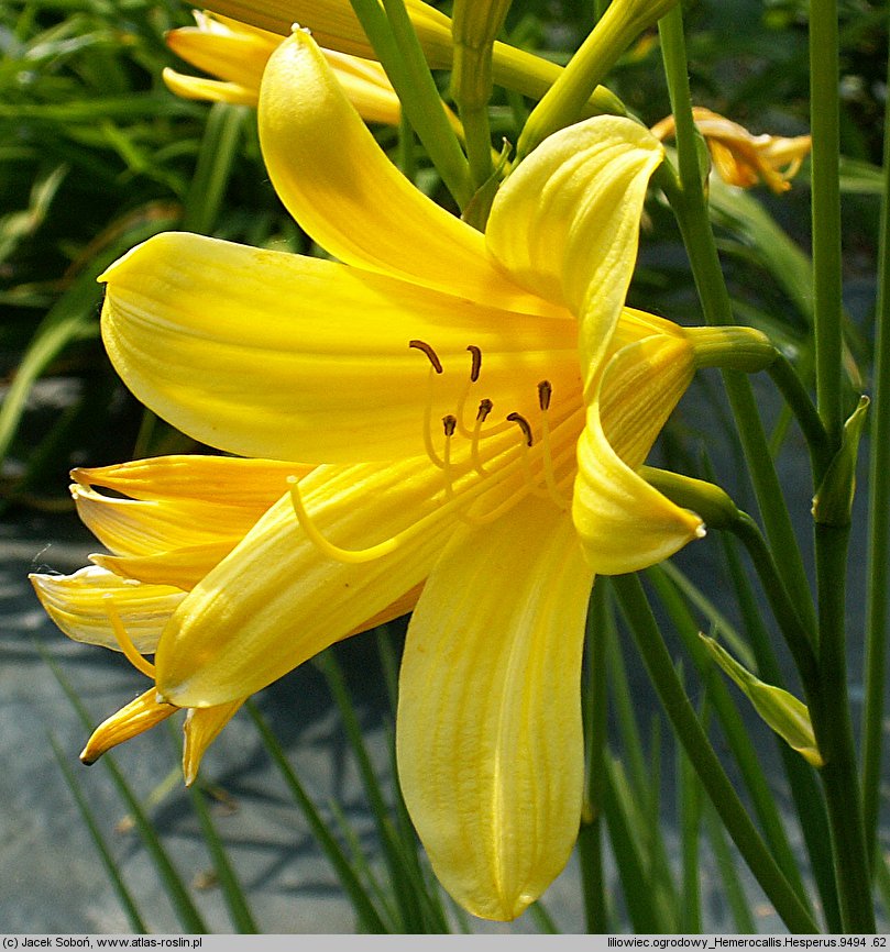 Hemerocallis ×hybrida Hesperus