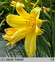 Hemerocallis ×hybrida Hesperus