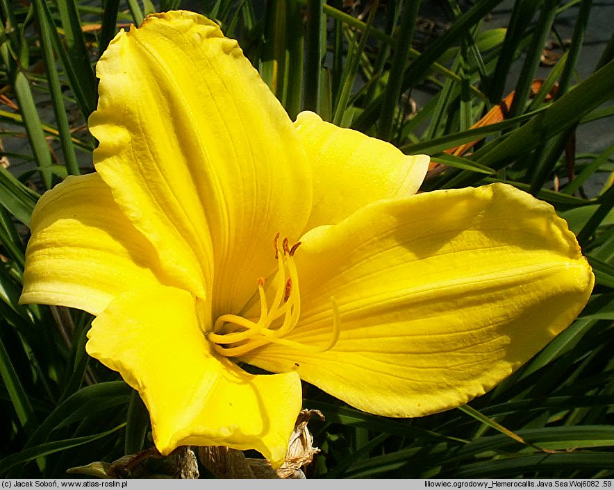 Hemerocallis ×hybrida Java Sea