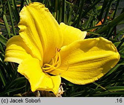 Hemerocallis ×hybrida Java Sea