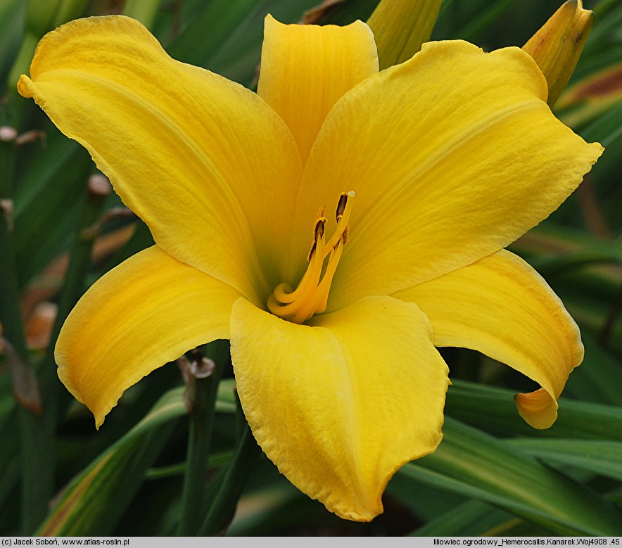 Hemerocallis ×hybrida Kanarek