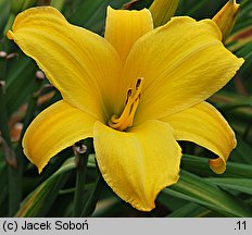 Hemerocallis ×hybrida Kanarek