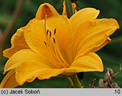 Hemerocallis ×hybrida Katarzyna