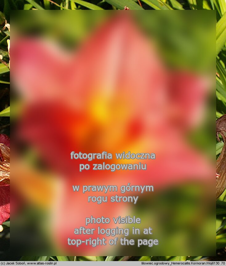 Hemerocallis ×hybrida Kormoran