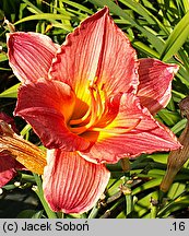 Hemerocallis ×hybrida Kormoran