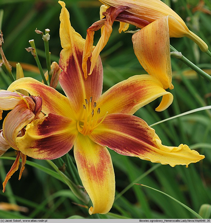 Hemerocallis ×hybrida Lady Neva