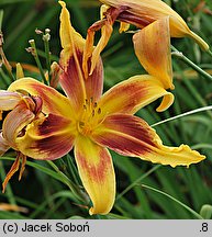 Hemerocallis ×hybrida Lady Neva