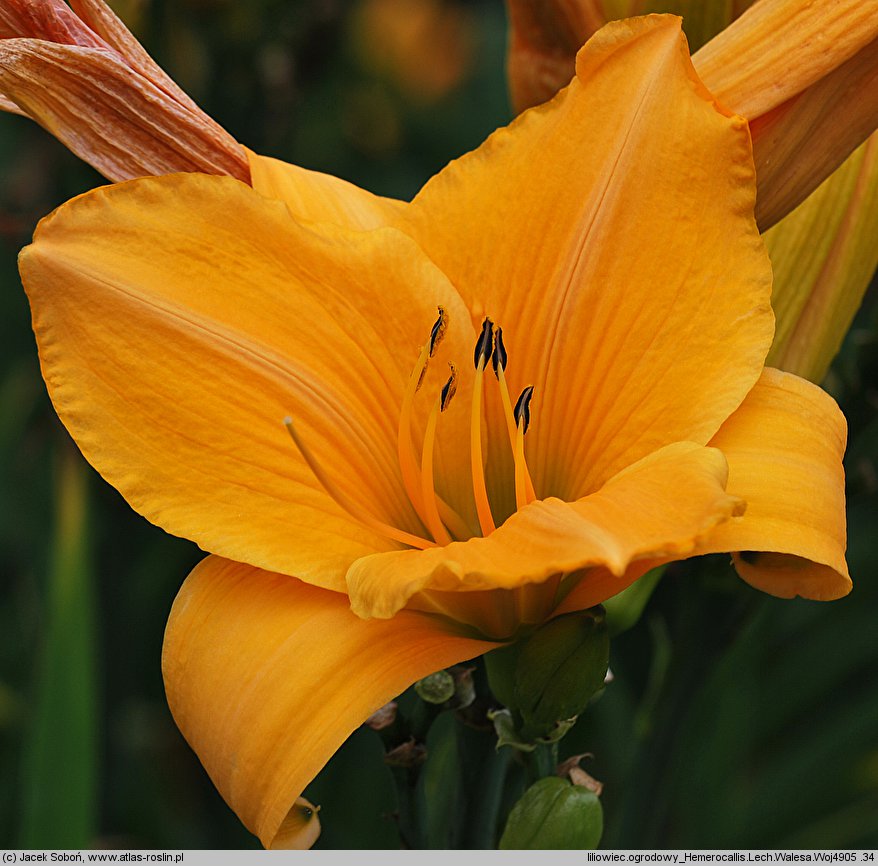 Hemerocallis ×hybrida Lech Wałęsa