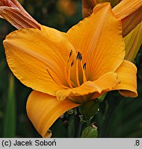 Hemerocallis ×hybrida Lech Walesa