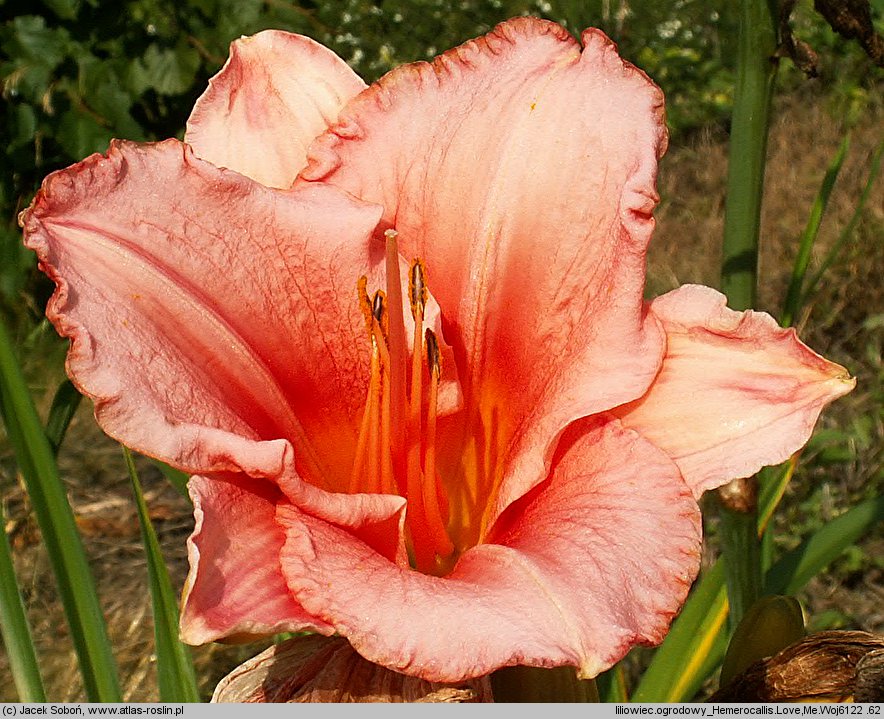 Hemerocallis ×hybrida Love Me