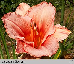 Hemerocallis ×hybrida Love Me