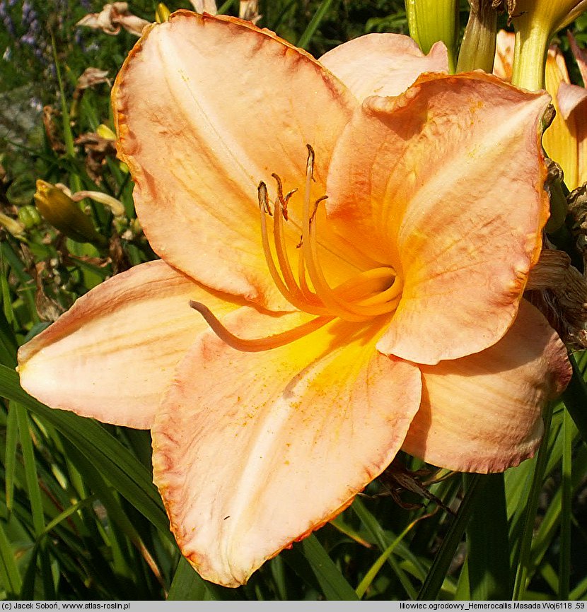 Hemerocallis ×hybrida Masada