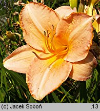 Hemerocallis ×hybrida Masada