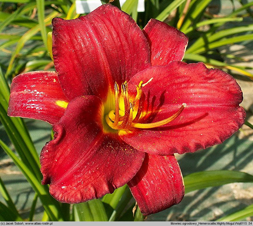 Hemerocallis ×hybrida Mighty Mogul