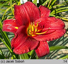 Hemerocallis ×hybrida Mighty Mogul